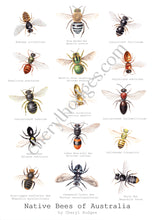 Load image into Gallery viewer, Cheryl Hodges' Native Bees of Australia Print