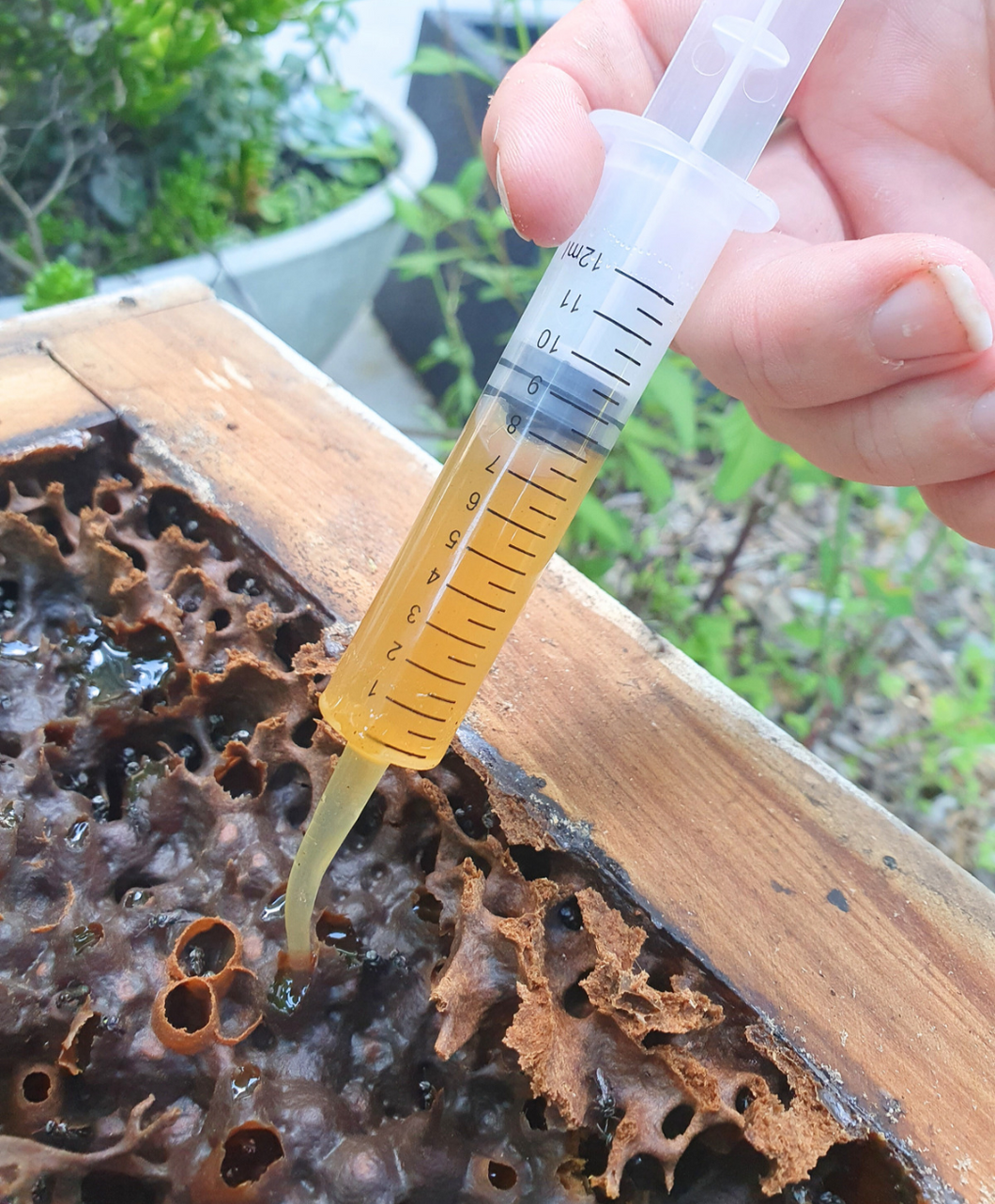Native Bee Honey Collection Syringe