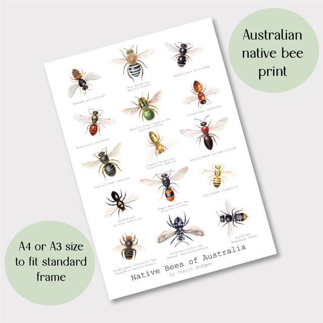Cheryl Hodges' Native Bees of Australia Print