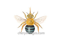 Load image into Gallery viewer, Australian native Blue Banded Bee - Amegilla cingulata card by Cheryl Hodges
