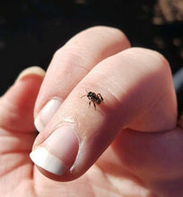 Load image into Gallery viewer, Native Bee Hives Hand Made
